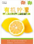 柠檬海报