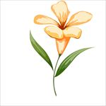 鲜花图片