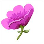 鲜花图片