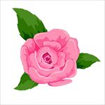 鲜花图片