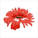 鲜花图片
