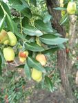 枣 枣树