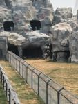 狮虎山  动物园