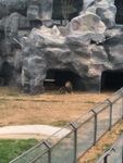 狮虎山  动物园