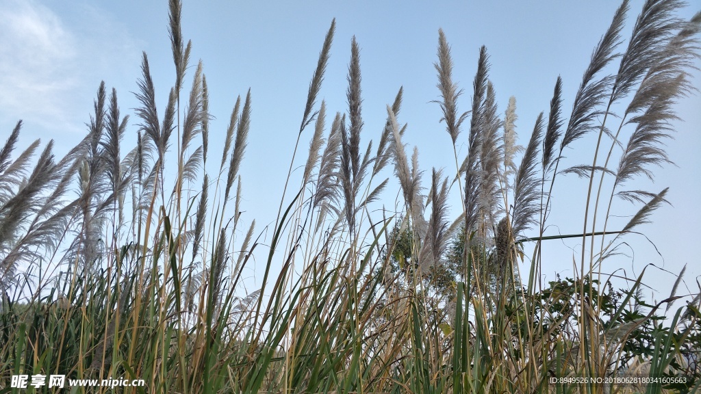 风景  芦苇