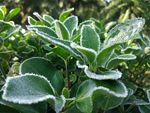冰霜绿叶雪花
