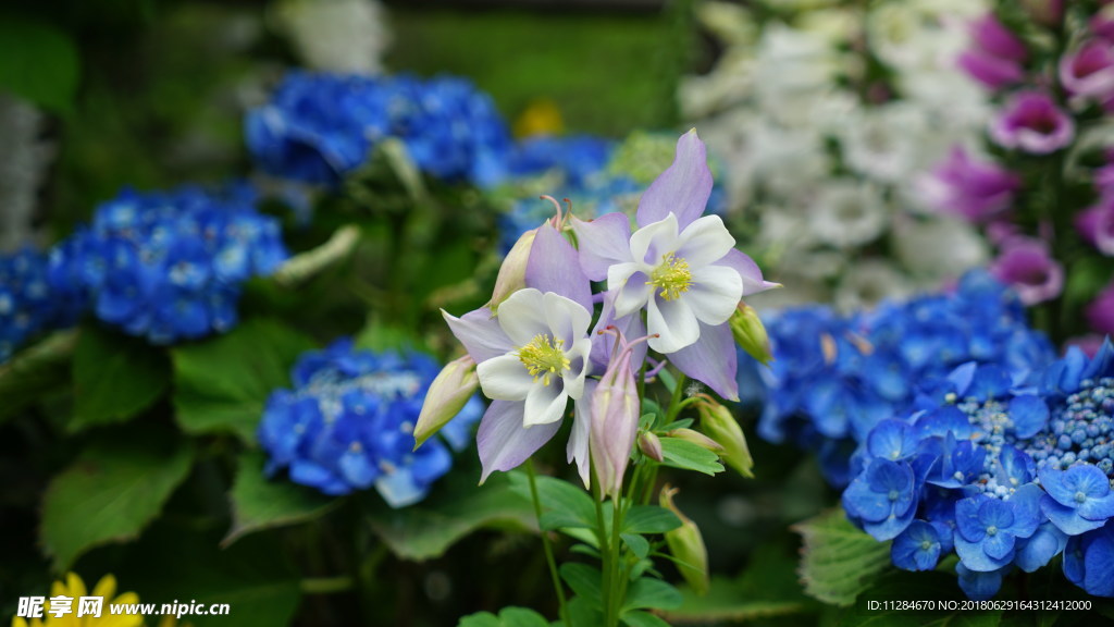 花草