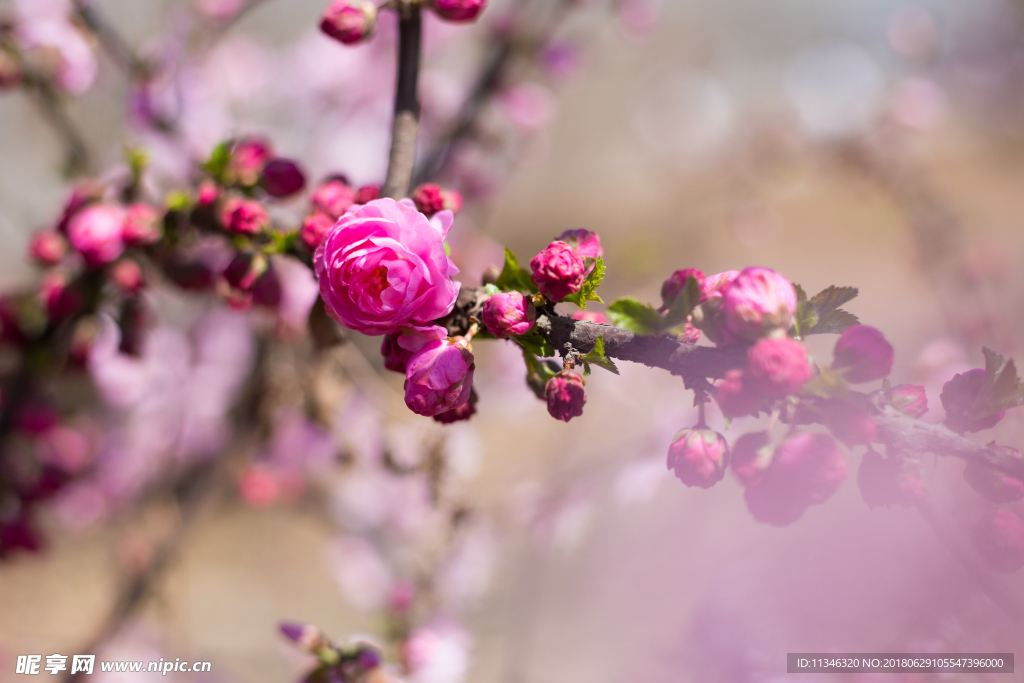 桃花
