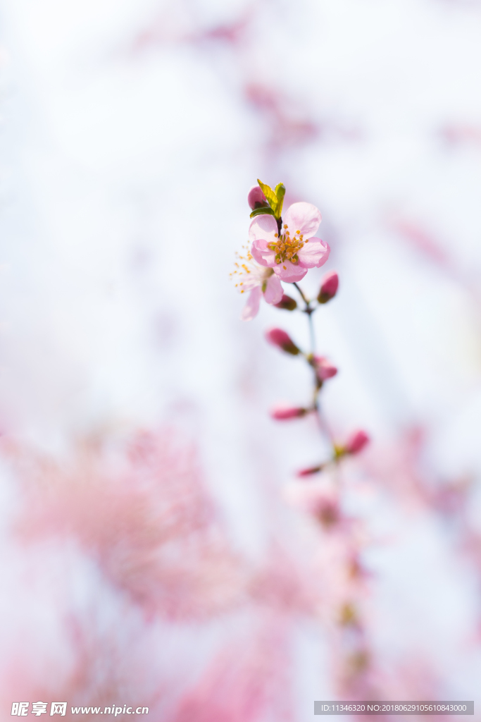 桃花