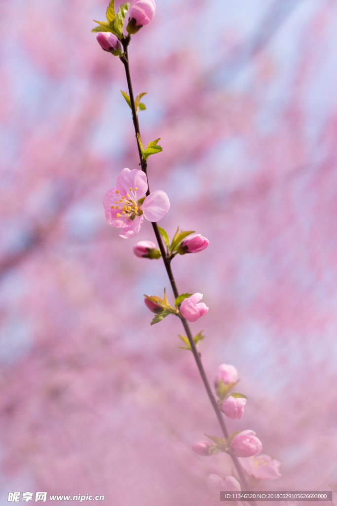 桃花