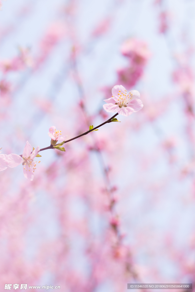 桃花
