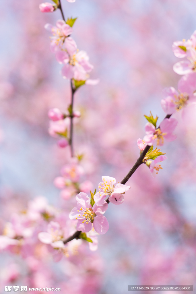 桃花