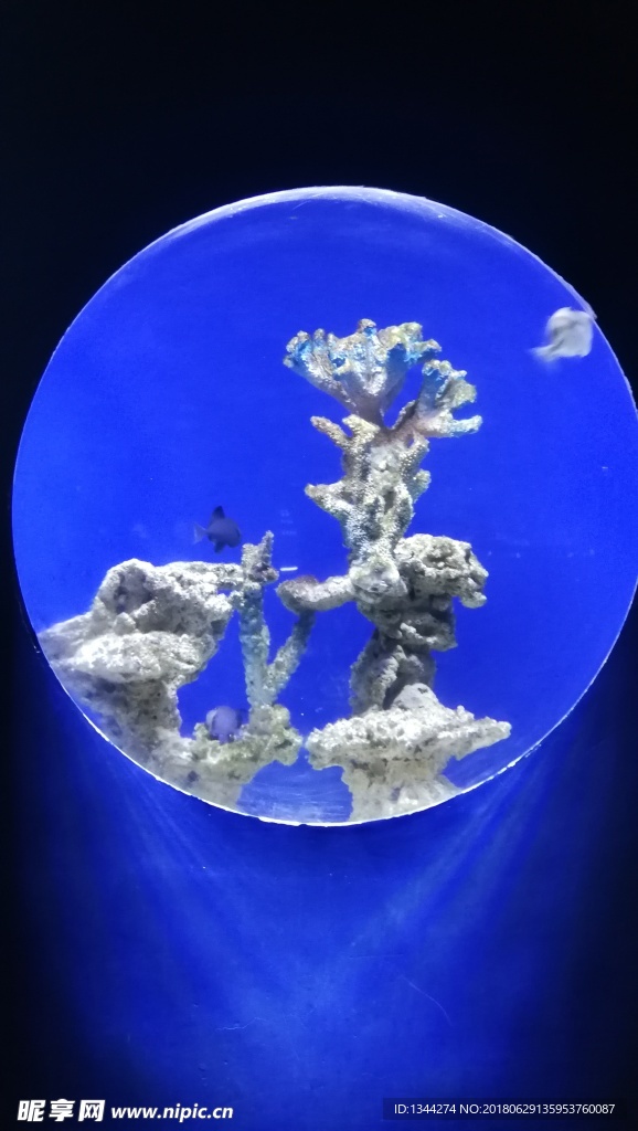 海洋馆珊瑚