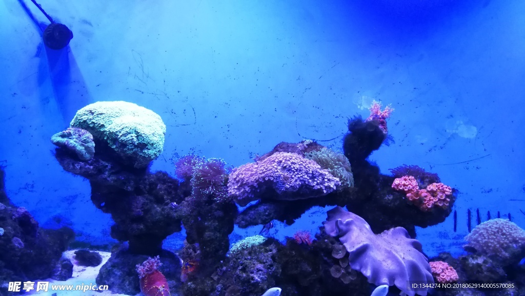 海洋馆珊瑚