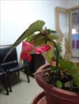 竹节秋海棠