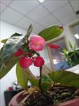 竹节秋海棠