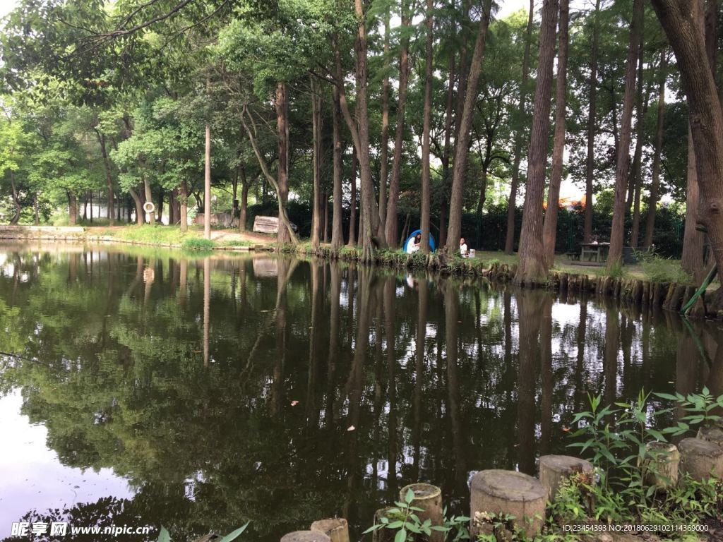 绿树