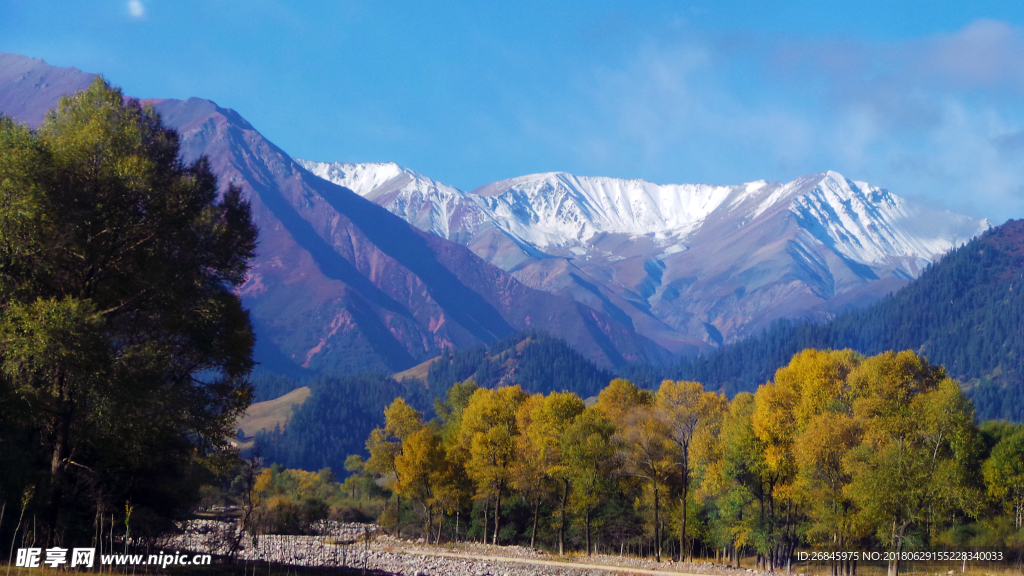 雪山胡杨林