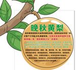 晚秋黄梨树牌