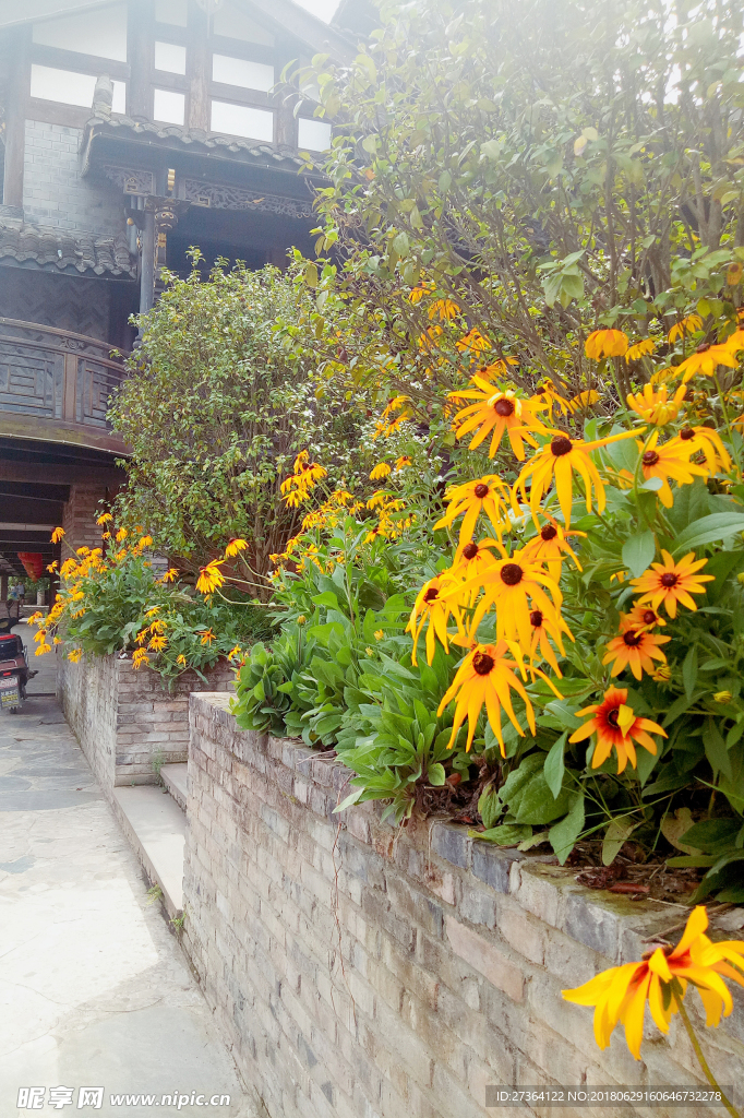 黑心金光菊