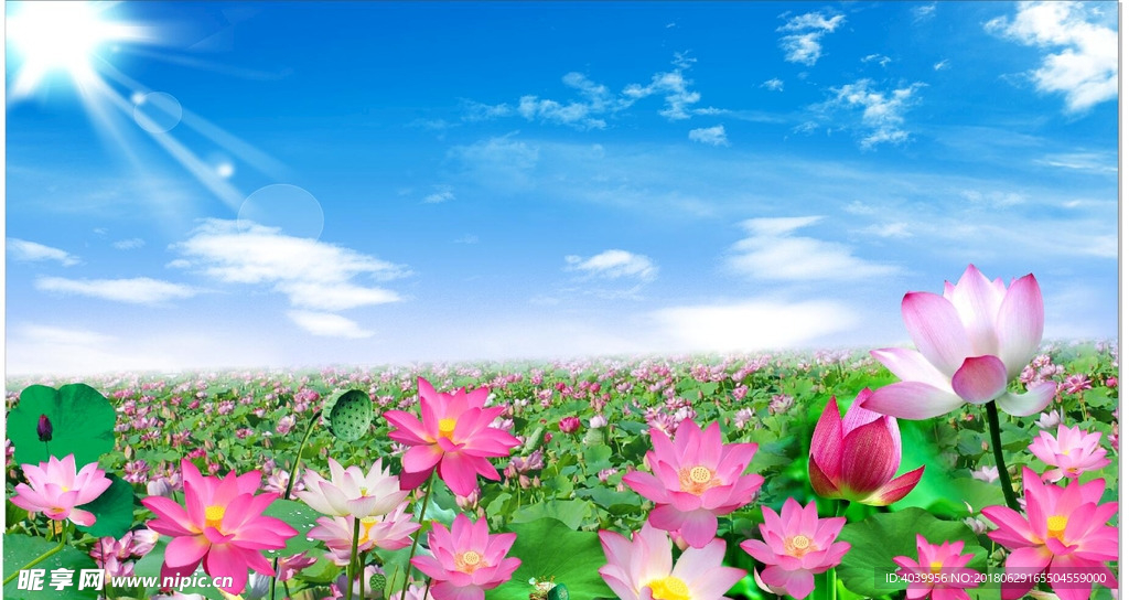 莲花