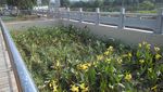 农村污水池