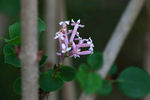 丁香花