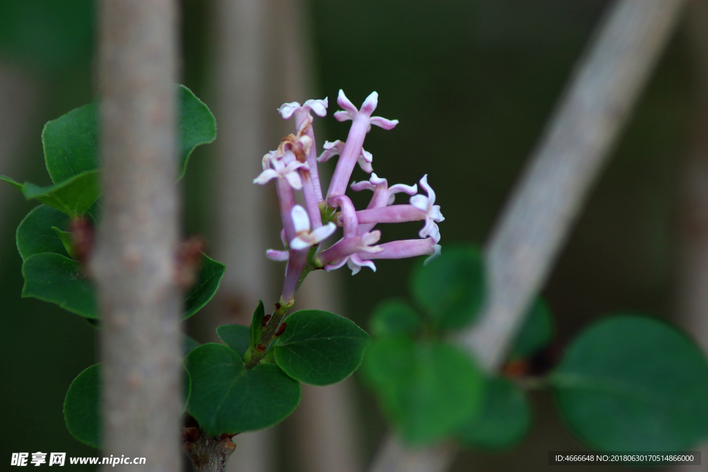 丁香花