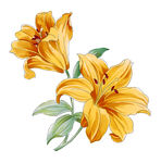 百合花