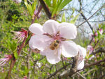 桃花与采蜜的蜂