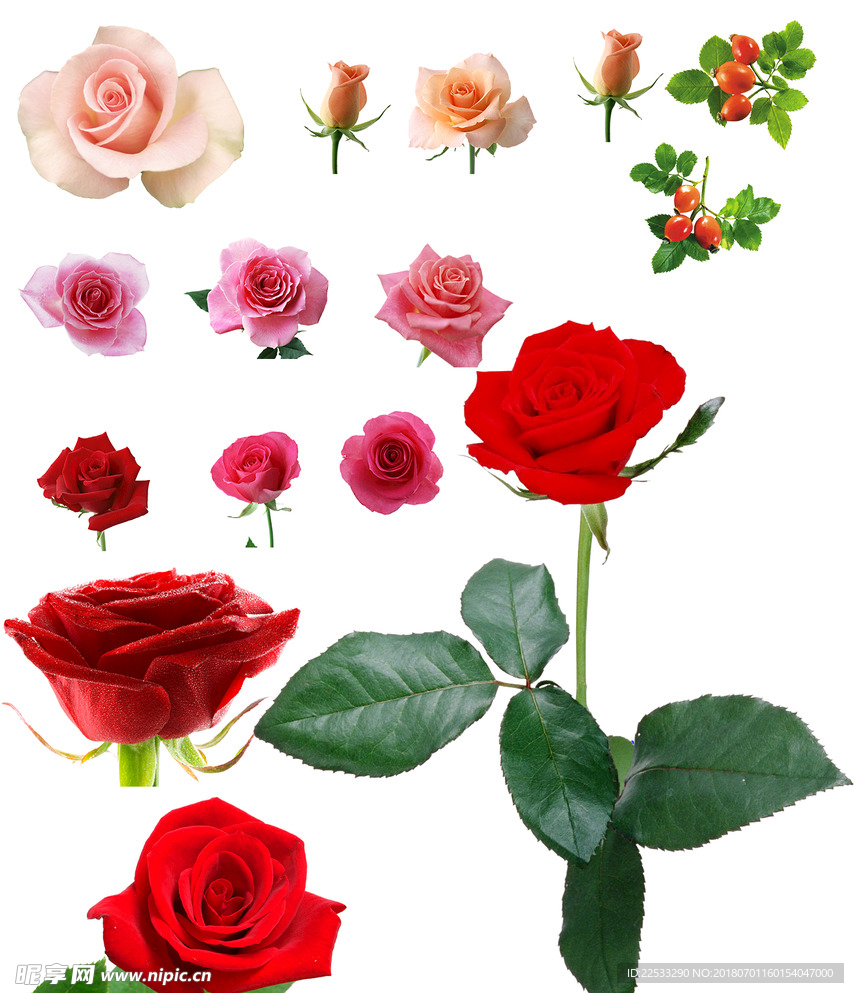 玫瑰花