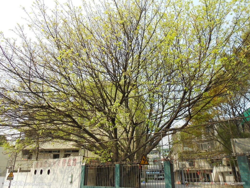 学校旁的大树