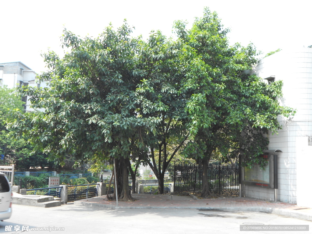学校旁的大榕树