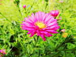 小菊花