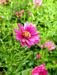 小菊花