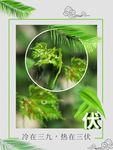 入伏