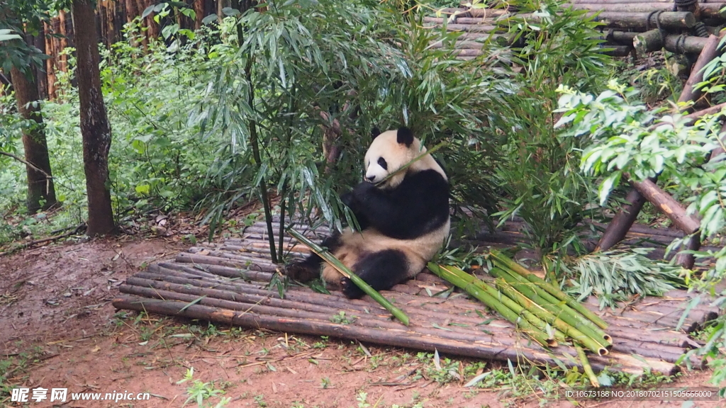 熊猫