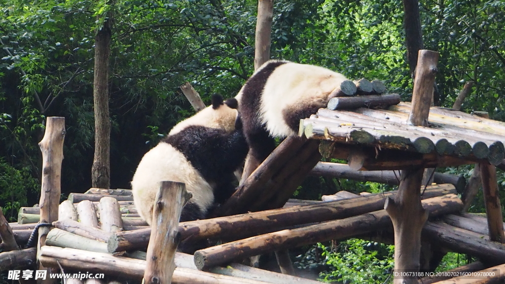 熊猫