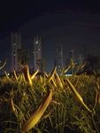 都市丛林