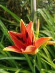 黄花菜