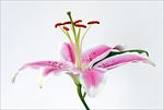 百合