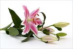百合