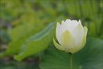 荷花 莲子 白莲 荷叶 莲花池