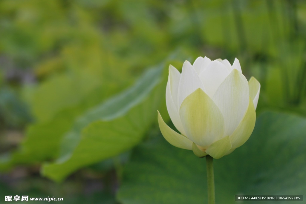 荷花 莲子 白莲 荷叶 莲花池