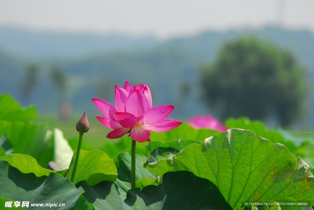 荷花 莲子 白莲 荷叶 莲花池