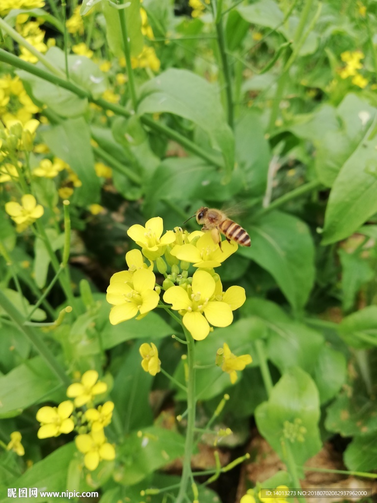 蜜蜂 油菜花