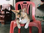 奶奶的猫