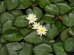 莲花江南