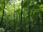 深山老林
