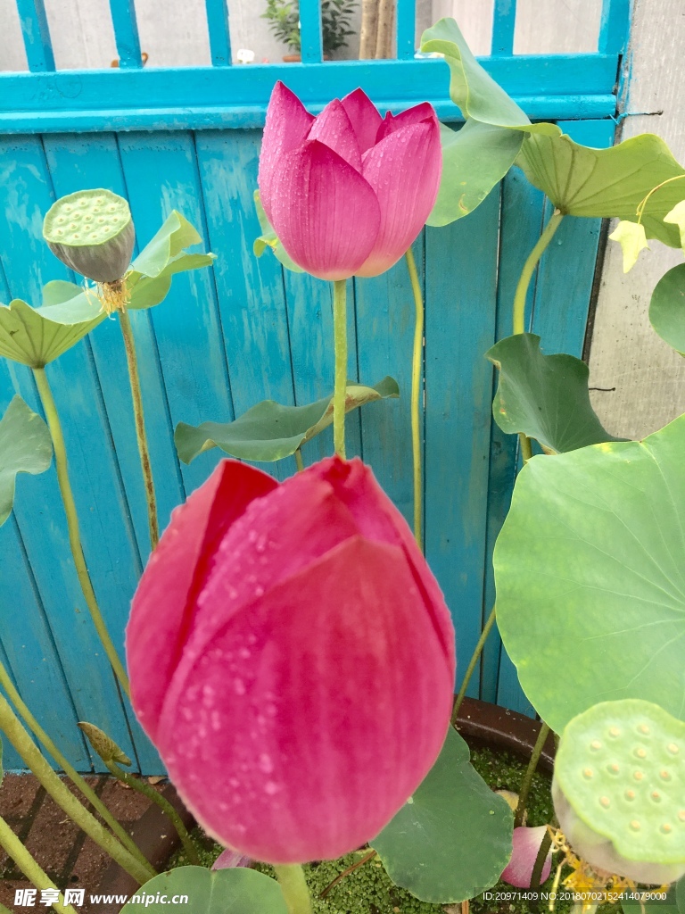 夏荷